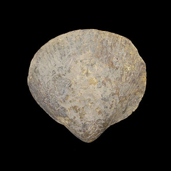 Bivalve Fossil / Locality - Jherruk-Lakhra-Bara Nai (Sind), Salt Range (Punjab) and Samana Range (N.W.F.P.), Pakistan