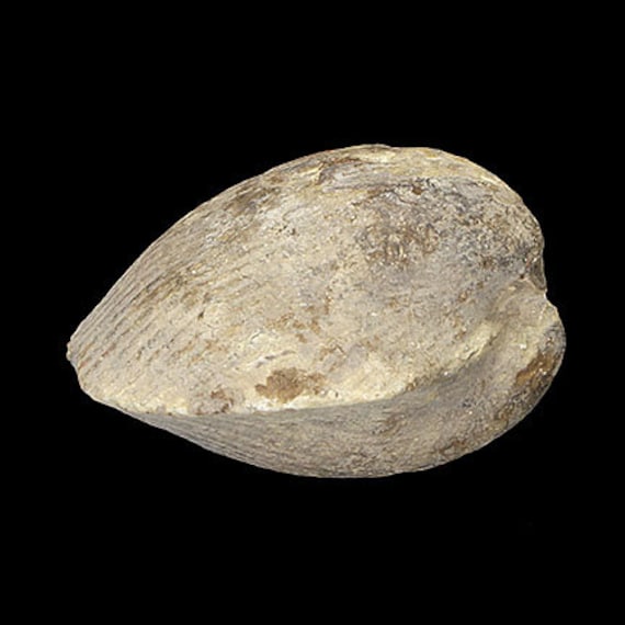 Bivalve Fossil / Locality - Jherruk-Lakhra-Bara Nai (Sind), Salt Range (Punjab) and Samana Range (N.W.F.P.), Pakistan