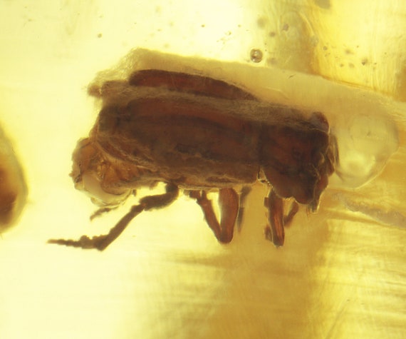 Copal / Young Amber with insect inclusions / Locality - Colombia