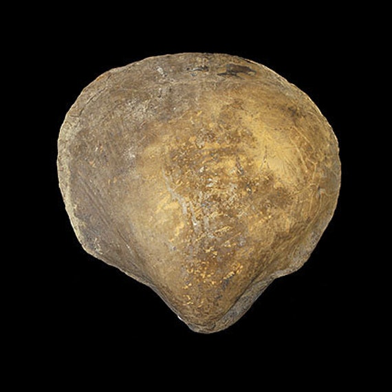 Bivalve Fossil / Locality - Jherruk-Lakhra-Bara Nai (Sind), Salt Range (Punjab) and Samana Range (N.W.F.P.), Pakistan