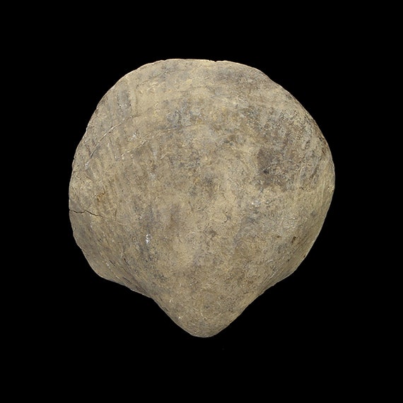 Bivalve Fossil / Locality - Jherruk-Lakhra-Bara Nai (Sind), Salt Range (Punjab) and Samana Range (N.W.F.P.), Pakistan