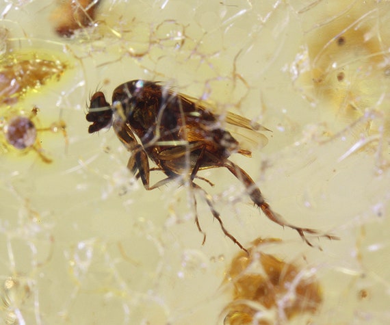 Copal / Young Amber with insect inclusions / Locality - Colombia