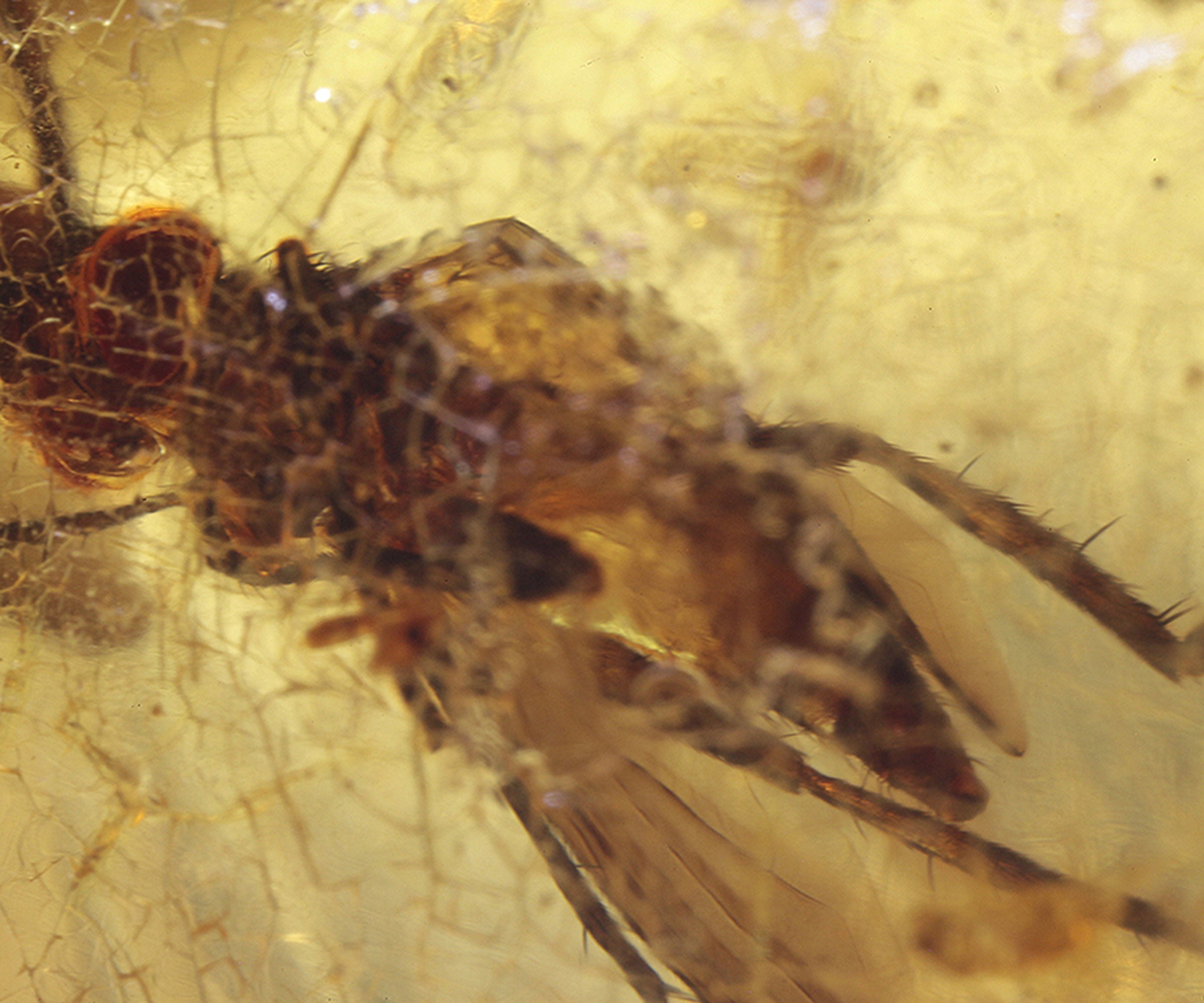 Colombian Amber with Insects - Choose Exact Piece!