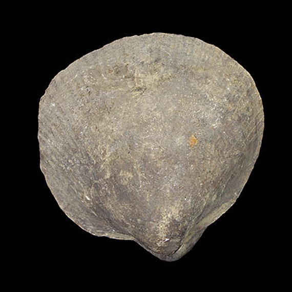 Bivalve Fossil / Locality - Jherruk-Lakhra-Bara Nai (Sind), Salt Range (Punjab) and Samana Range (N.W.F.P.), Pakistan