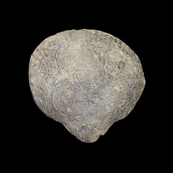 Bivalve Fossil / Locality - Jherruk-Lakhra-Bara Nai (Sind), Salt Range (Punjab) and Samana Range (N.W.F.P.), Pakistan