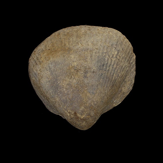 Bivalve Fossil / Locality - Jherruk-Lakhra-Bara Nai (Sind), Salt Range (Punjab) and Samana Range (N.W.F.P.), Pakistan