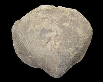 Fossils