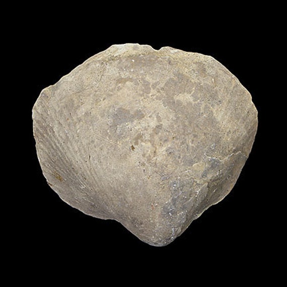 Bivalve Fossil / Locality - Jherruk-Lakhra-Bara Nai (Sind), Salt Range (Punjab) and Samana Range (N.W.F.P.), Pakistan