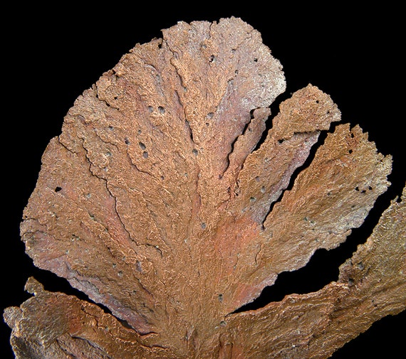 Copper / (leaf-like specimen) / Locality - Corocoro District, Pacajes Province, La Paz Department, Bolivia