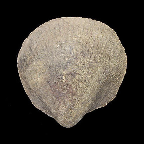 Bivalve Fossil / Locality - Jherruk-Lakhra-Bara Nai (Sind), Salt Range (Punjab) and Samana Range (N.W.F.P.), Pakistan