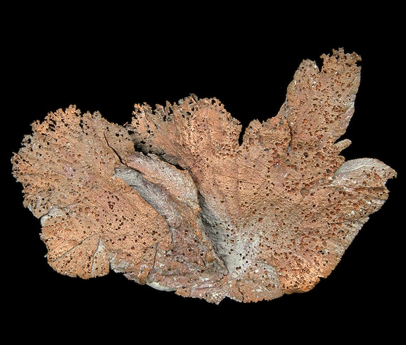 Copper / (leaf-like specimen) / Locality - Corocoro District, Pacajes Province, La Paz Department, Bolivia