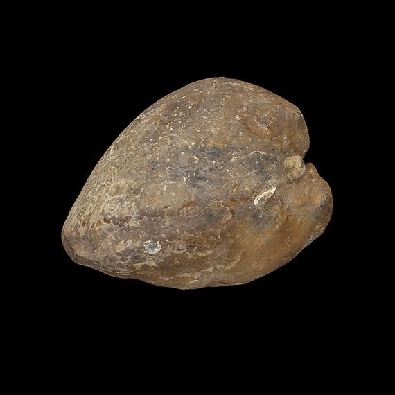 Bivalve Fossil / Locality - Jherruk-Lakhra-Bara Nai (Sind), Salt Range (Punjab) and Samana Range (N.W.F.P.), Pakistan