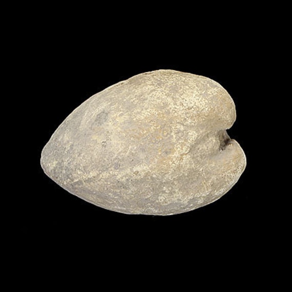 Bivalve Fossil / Locality - Jherruk-Lakhra-Bara Nai (Sind), Salt Range (Punjab) and Samana Range (N.W.F.P.), Pakistan