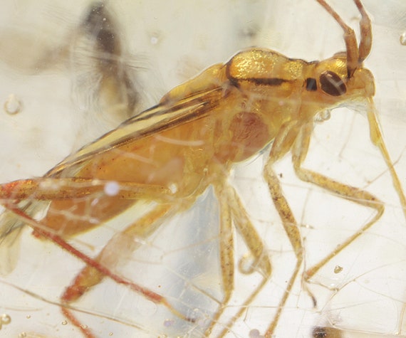 Copal / Young Amber with insect inclusions / Locality - Colombia