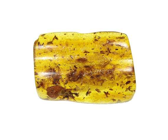 Copal / Young Amber with insect inclusions / Locality - Colombia