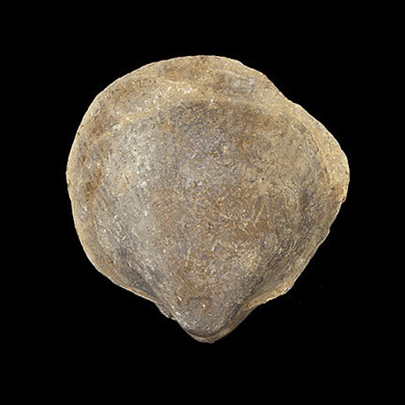 Bivalve Fossil / Locality - Jherruk-Lakhra-Bara Nai (Sind), Salt Range (Punjab) and Samana Range (N.W.F.P.), Pakistan