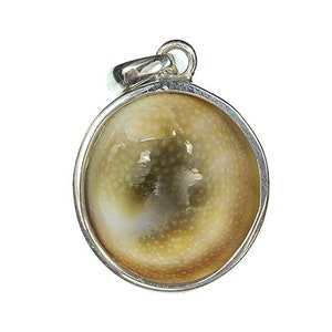Shiva&#39;s Eye Pendant (Operculum of Turbinidae Shell)  in Sterling Silver 28.85 cts / Indonesia