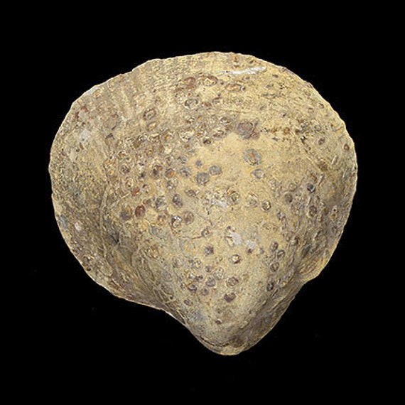 Bivalve Fossil / Locality - Jherruk-Lakhra-Bara Nai (Sind), Salt Range (Punjab) and Samana Range (N.W.F.P.), Pakistan