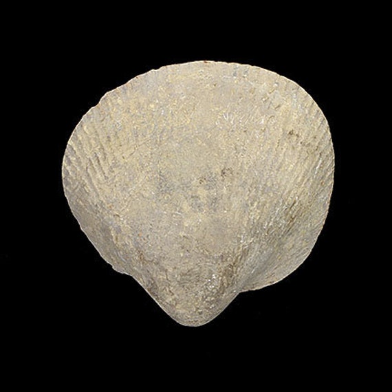 Bivalve Fossil / Locality - Jherruk-Lakhra-Bara Nai (Sind), Salt Range (Punjab) and Samana Range (N.W.F.P.), Pakistan