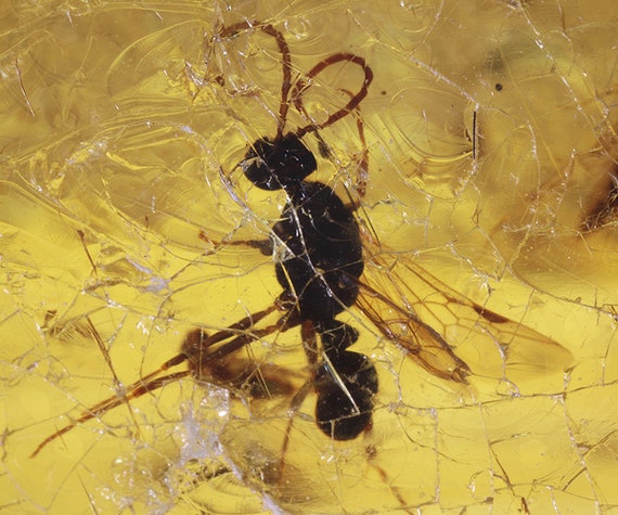 Copal / Young Amber with insect inclusions / Locality - Colombia