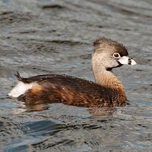 Pie-Billed Grebe Nature Photography Print, Giclee Art Print, Giclee Canvas, Wildlife Wall Art, Duck Art Print