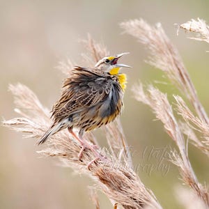 Eastern Meadowlark Nature Photography Print, Giclee Art Print, Giclee Canvas, Wildlife Wall Art, Meadowlark Art Print