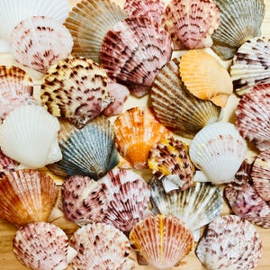 May include: A collection of various sized and colored seashells. The shells are arranged in a random pattern on a wooden surface. The shells are a mix of white, pink, orange, and brown.