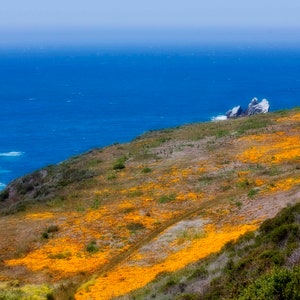Coastal view with Yellow Flowers Landscape Photograph Print, Giclee Canvas Print, Big Sur, California, Nature Photography, Giclee Print