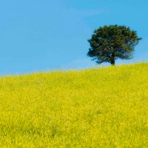 Yellow Wildflowers with Lone Pine Tree on Hill Nature Photography Print, Canvas Print, Black Hills, South Dakota, Wall Art, Giclee Art Print