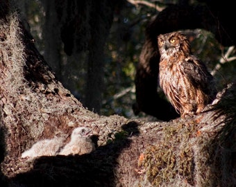 Owl on Nest Wildlife Photograph Print, Nature Photography, Wall Art, Fine Art, Great Horned Owl