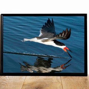 Black Skimmer Bird Photograph Print, Nature Photography, Shorebird, Reflection, Wall Art, Giclee Art Print