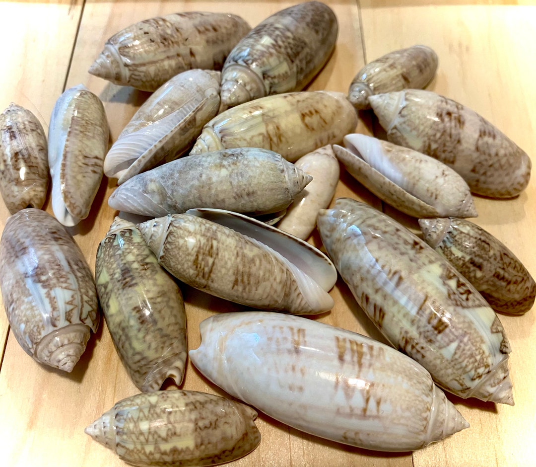 Lettered Olive Seashells – Gulf Coast Craft Shells, Set of 20 - Etsy