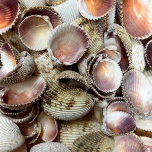 Florida Prickly Cockle Shells-Assorted Sizes-Gulf of Mexico-Beach Wedding Decor-Bulk Seashells for Crafting-Natural Sea Shells