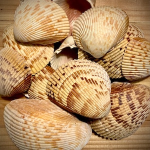 Atlantic Cockle Shells-Assorted Sizes-Gulf of Mexico-Florida Seashells-Beach Wedding Decor-Bulk Seashells for Crafting-Natural Sea Shells