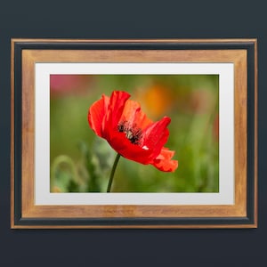 Poppy Original Photograph Print, Wildflower Art, Giclee Canvas Print, Original Wall Art, Home Decor, Red Poppy, Poppies, Wildflowers