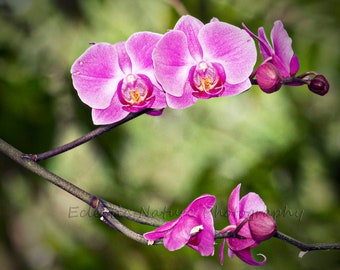 Orchid In Bloom Photograph Print, Orchids, Plant, Flowers, Floral, Wall Art, Fine Art, Exotic, Purple Flower