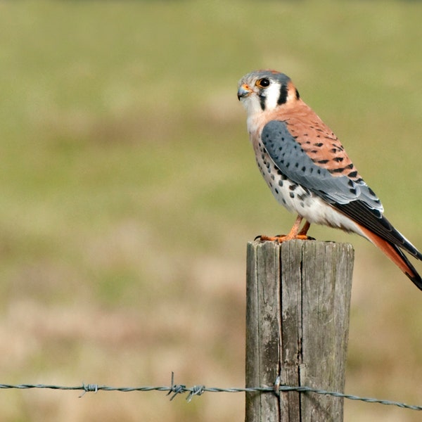 Kestrel Bird Nature Photograph Print, American Kestrel, Sparrow Hawk, Falcon, Wall Art, Fine Art, Bird Photography, Wildlife, Art