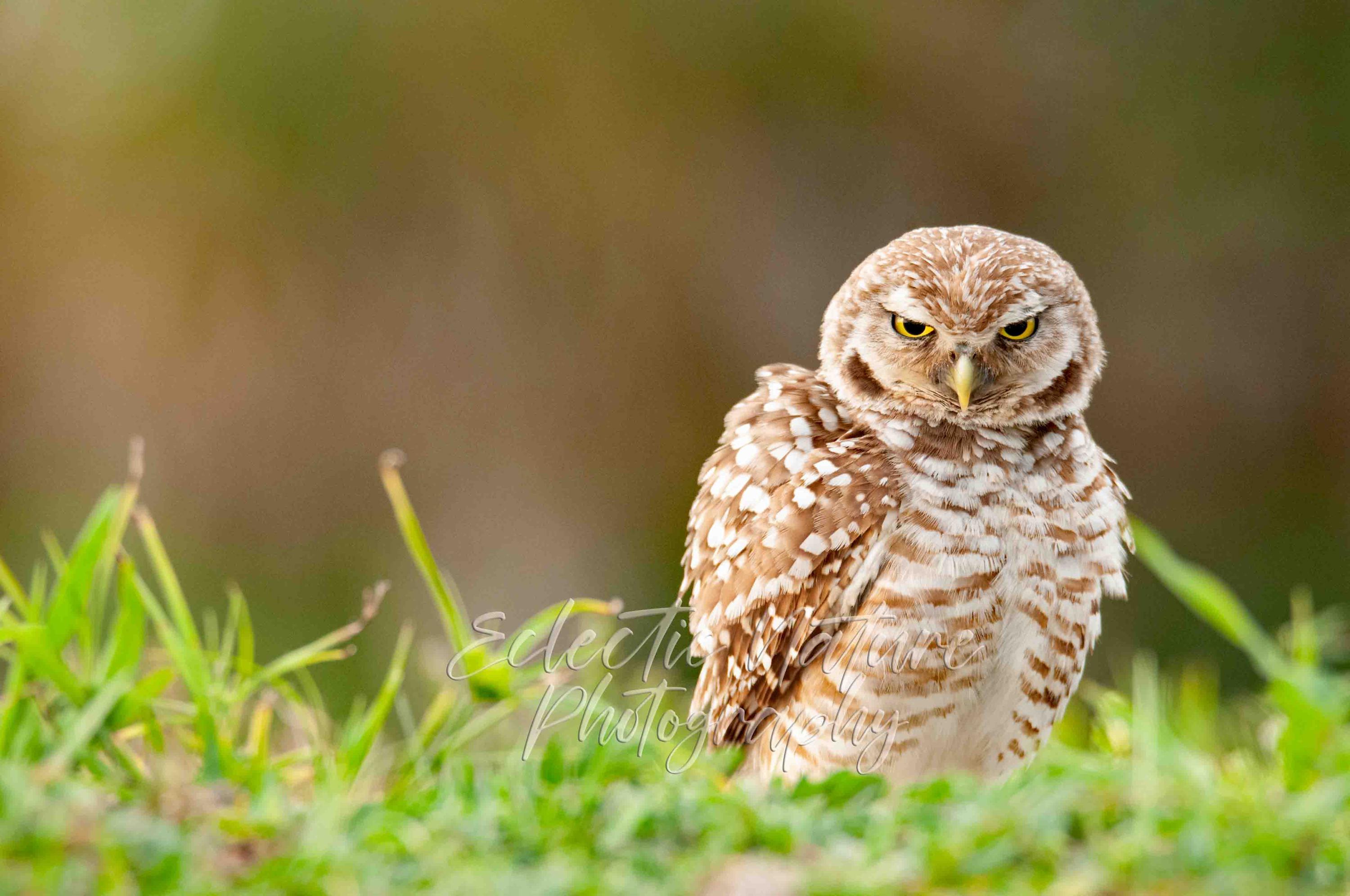 Burrowing Owl Nature Photography Print, Giclee Art Print, Giclee Canvas, Wildlife Wall Art, Owl Art 