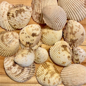 Florida Prickly Cockle Shells - Qty 10 - Gulf of Mexico - Seashells - Beach Wedding Decor-Bulk Seashells for Crafting-Natural Sea Shells