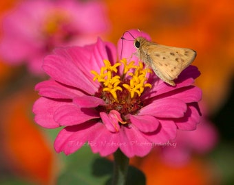 Zinnia Flower with Skipper Butterfly Photograph Print, Nature Photography, Wall Art, Floral