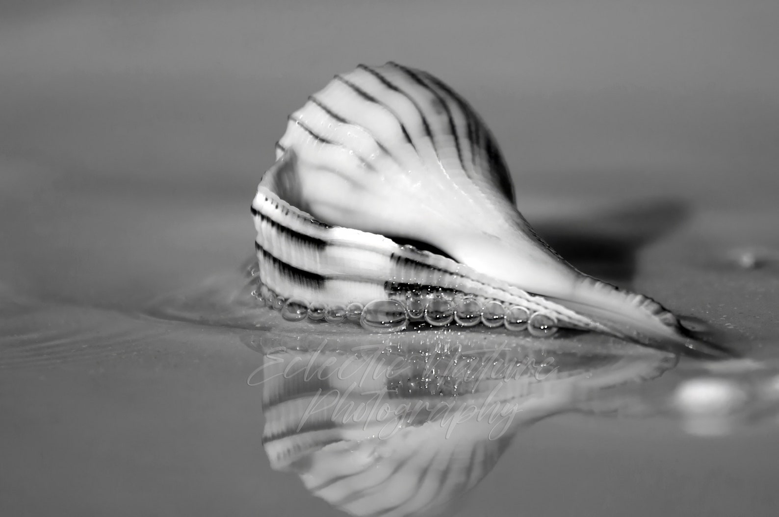 Shell Photography Style Seashell Black and White Original Photograph Print, Lightning Whelk ...