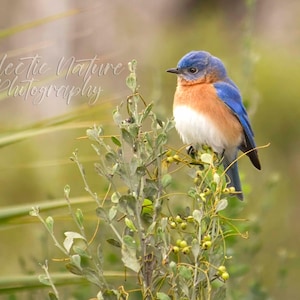 Eastern Bluebird Nature Photograph Print, Bluebird Giclee Print, Canvas Print, Original Bird Wall Art, Bluebird Print