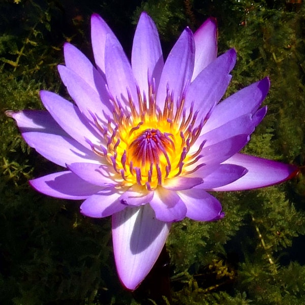 Water Lily Photograph Print, Square, Purple Flower, Peaceful, Wall Art, Fine Art