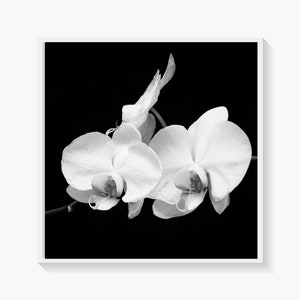 Orchid Black and White Photograph Print, Giclee Canvas Print, Simplistic Beauty, Wall Art, Floral Photography, Giclee Art Print