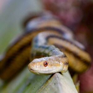 May include: A snake with a tan and brown striped body and reddish-orange eyes resting on a green surface. The reptile is coiled with its head positioned forward, displaying detailed scales and a distinct pattern of dark longitudinal stripes.