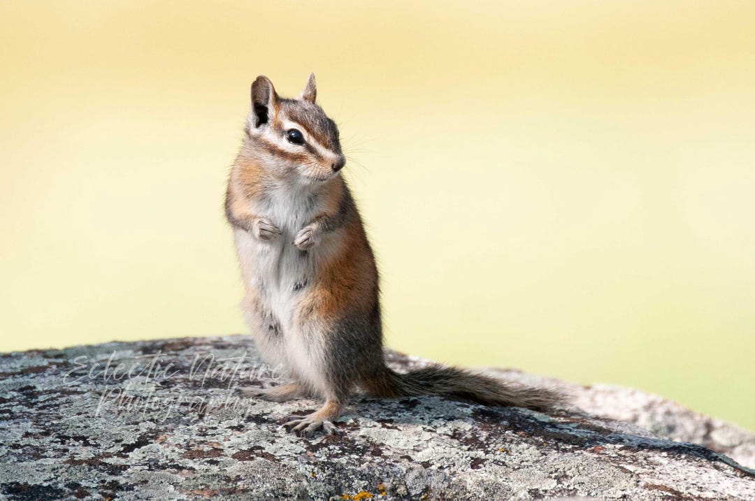 Chipmunk Portrait, Rocky Mountains Photograph, Woodland Wall Art - Etsy
