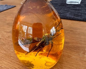 May include: A clear, amber-colored egg-shaped paperweight with a black insect preserved inside. The insect has long legs and is suspended in the amber-colored liquid.