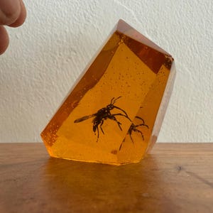 Jurassic Elephant Mosquito in Amber