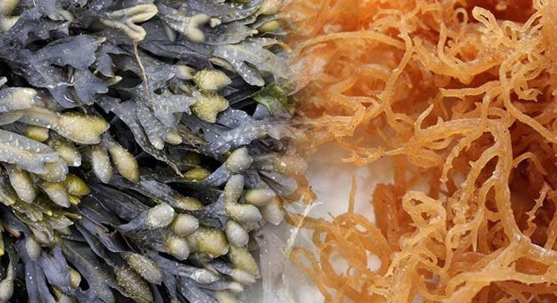 100 Organic Sea Moss w/Bladderwrack & Burdock 8oz Etsy