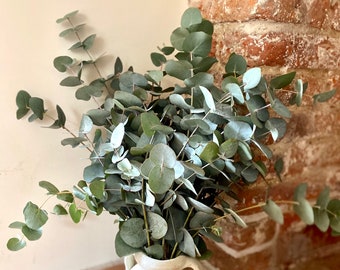 Eucalyptus- Dry at home - big bunch - Use in shower